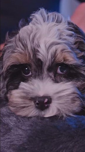 Cutest Merle Cavapoo Puppy | Cavapoo Puppies Ohio | Premier Pups