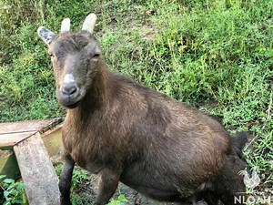 Pregnant Goat: Everything You Need to Know (PDF Checklist)