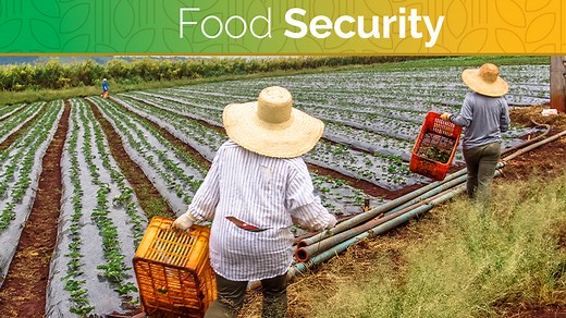 Food Security | Food Insecurity Statistics & Solutions