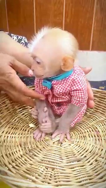 575 monkey video | monkey | bandar | monkey voice | funny manki comedy video | monkey video #shorts