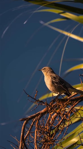 Sony | Alpha on Instagram: "“I recently took the Sony Alpha 7R V to the Florida panhandle for wildlife photography—here’s why it’s my go-to for super-detailed shots: 1. The 61MP sensor lets you crop way in and still keep a hi-res image with incredible detail. 2. Its AI autofocus locks onto your subject and never lets go—critical for fast-moving wildlife. 3. Eight stops of in-body image stabilization keeps shots razor sharp, even handheld. For lenses, I brought the 70-200 f2.8 GM II, 100-400mm F4