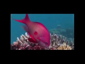 ATT U-Verse Fish Channel 400 titled ATTention