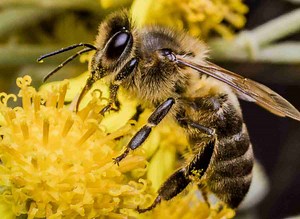 How To Make Bug A Salt More Powerful: Here's How | Plants Heaven