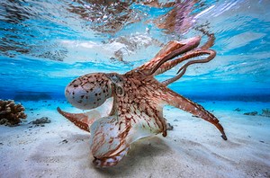 8 Octopuses You Need to Meet - Ocean Conservancy