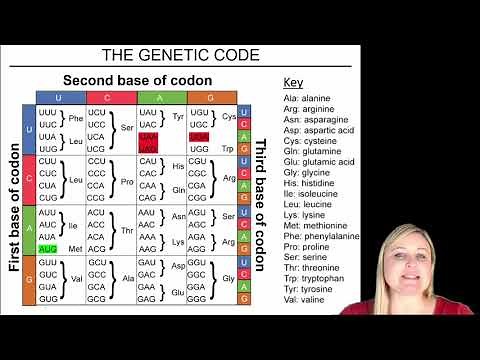 Transcription and Translation Practice Problems