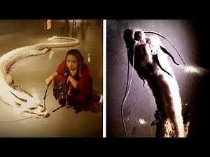 5 Dragons Caught On Camera & Spotted In Real Life! #2