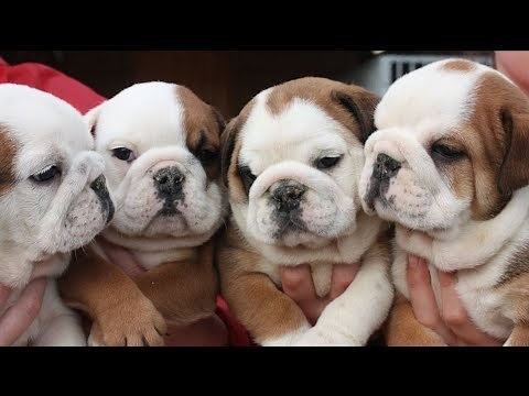 English Bulldog Puppies