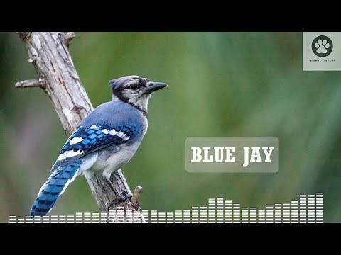 Blue jay call from nature! Amazing blue jay bird sounds!