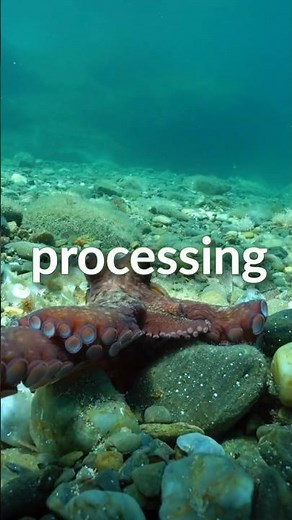 Role of Octopus arms. How Many arms do an Octopus have. Anatomy of octopus.