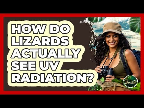 How Do Lizards Actually See UV Radiation? - Reptilian Wonders