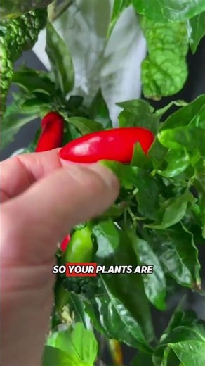 How Do LED Lights Grow Plants Indoors?