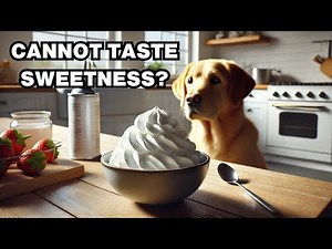 Can Dogs Taste Sweetness? Explained