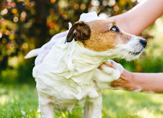How To Get Skunk Spray and Smell off a Dog