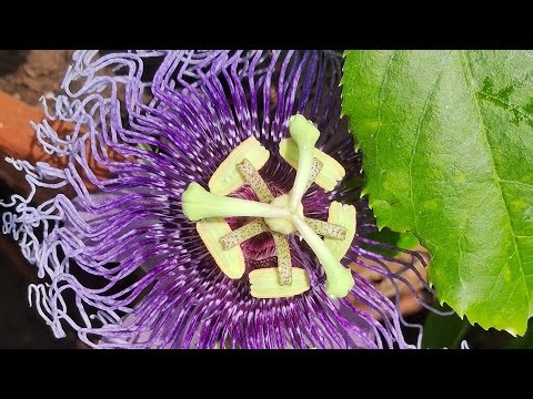 🌿 राखी बेल पौधा | Passion Flower Plant Care, Uses & Benefits | Nature Balcony #new
