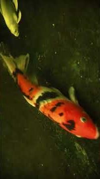 #4 KOI Fish close up shooting in deep pond !