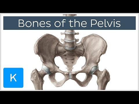 Bones of the Pelvis - Human Anatomy | Kenhub