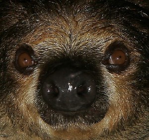 Sloth Facts - Animal Facts Encyclopedia
