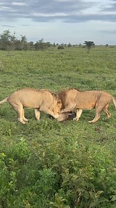 2.7M views · 86K reactions | See how a lion sniffs out a wildebeest...