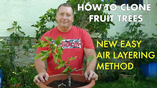 How to Clone Fruit Trees With the Air Layering Method