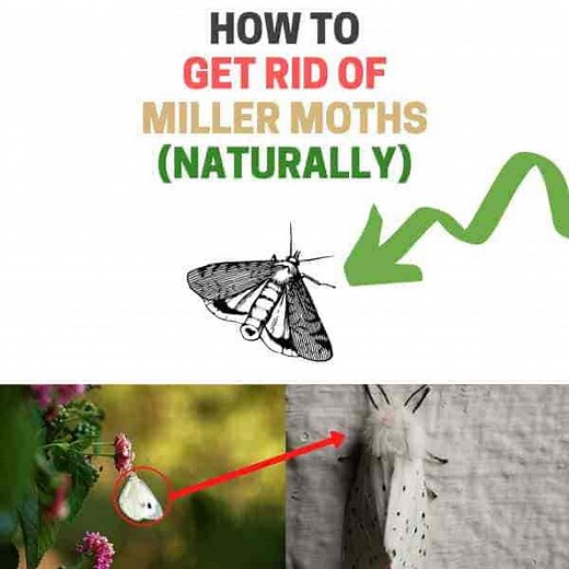 How to Get Rid of Miller Moths Naturally (Ultimate Guide) | BugWiz