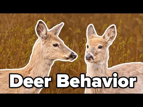 Deer Biology And Behavior