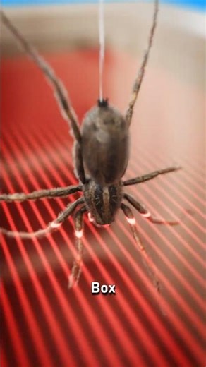 That's How They Harvest Spider Silk