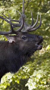 124K views · 3.1K reactions | Leopard having its Meal Wincent nelDx #nature #wildlife #leopard | HAWI Studios | Facebook