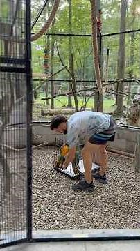 Our Macaws Explore Their New Aviary for the First Time! 🦜✨