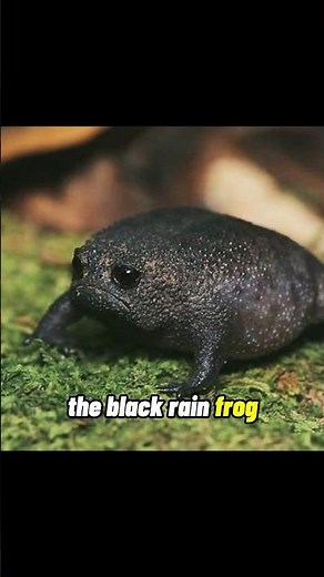 Just wait till you hear this frog SCREAM