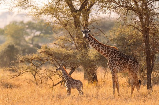 Giraffe guide: species facts, lifespan and habitat - Discover Wildlife