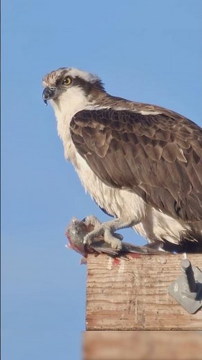 Osprey: The Ultimate Predator of Air and Sea