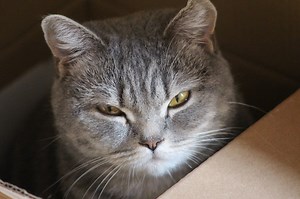 An Insider’s Guide to Cat Behavior