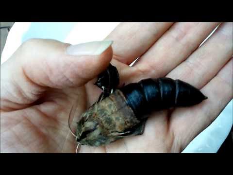 Giant Hawk Moth Pupa Hatching in a Man's Hand