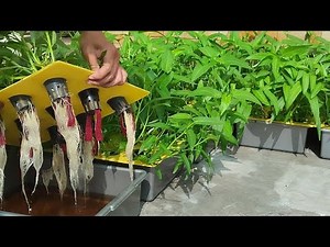 Easy way to grow hydroponic water spinach using plastic containers