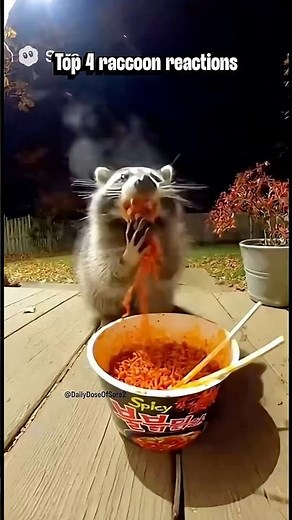 Ranking the best raccoon reactions to spicy food challenge #shorts #funnyanimals #viral