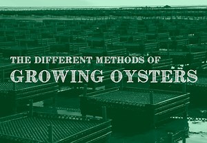 The Different Methods of Growing Oysters | Pangea Shellfish Company