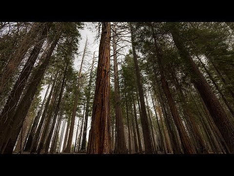Strong Wind Through Pine Trees Forest Sounds & Ambience | Windy Woods | White Noise | 12 Hours | 4K