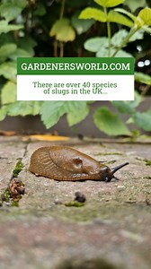 Are slugs welcome in your garden? There are over 40 species of slugs in the UK, and not all of them eat live plants. Many of the larger ones eat decaying or dead plant material, and form an important part of the garden ecosystem. Ultimately, the best thing you can do to control slugs in your garden is to create a healthy ecosystem with lots of habitats for slug predators. Healthy soil produces healthy plants that are much more able to withstand slug damage too – slugs tend to attack plants that 