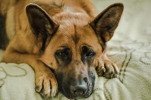 How To Prevent Bloating In Dogs By Changing Their Diet | Dog Food Tips