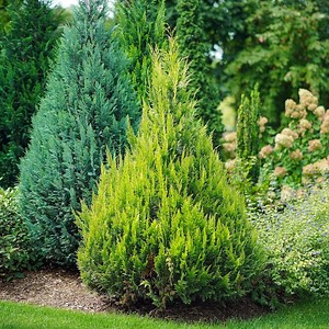 The Best Small Trees for Home Landscaping
