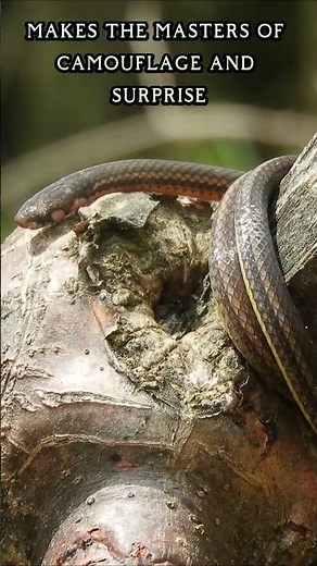 Serpentine Secrets Unveiling the Enigmatic World of Snakes Wildlife Documentary