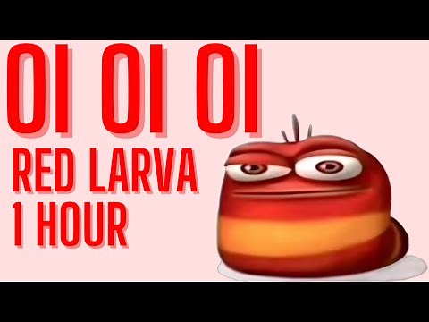 Oi Oi Oi Red Larva 1 Hour