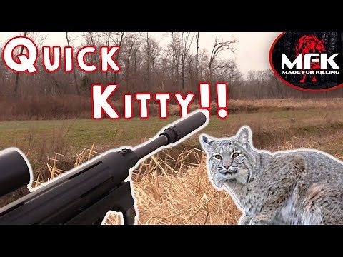 Bobcat Hunting At Its Finest MFK Bobcat Hunting