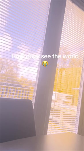 How Dogs See the World: Understanding Canine Vision