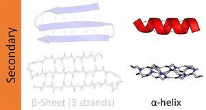 Alpha helix - Alchetron, The Free Social Encyclopedia