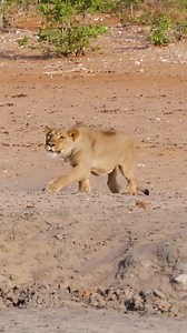 35M views · 329K reactions | Leopard Walks Right into a Lion - Valentin Lavis | Wild Tings | Facebook