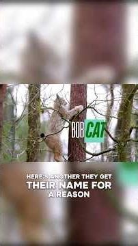 Bobcats - one of North America’s most fascinating predators #naturefacts