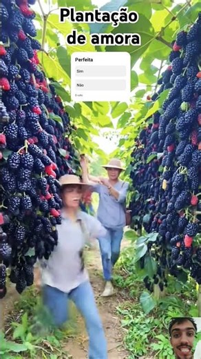 Como Iniciar uma Plantação de Amora: Guia Completo para Sucesso no Cultivo