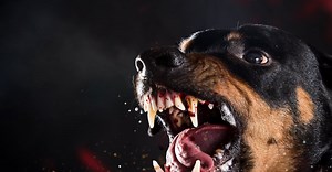 Rottweiler Teeth: Everything You Need to Know
