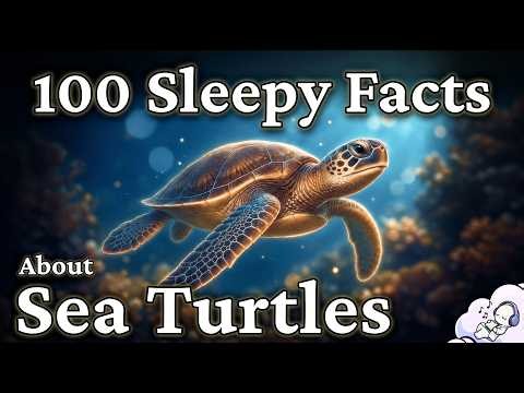 Do Sea Turtles Have a Home? The Quiet Science of Ocean Wanderers